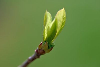 Nyssa sylvatica - tupela lesní - jarní výhonky